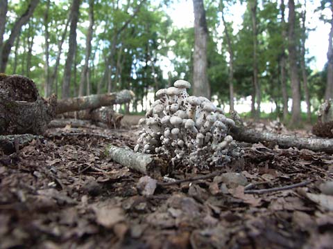 センボンシメジ