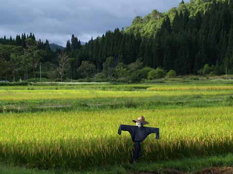 懐かしいかかし