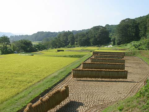 稲刈りのすんだ田