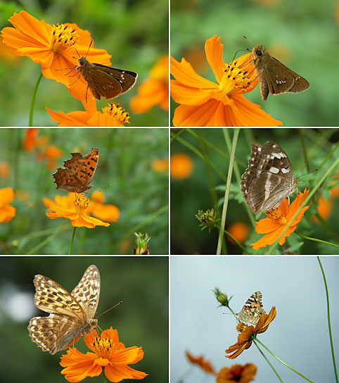 キバナコスモスを訪れたチョウ