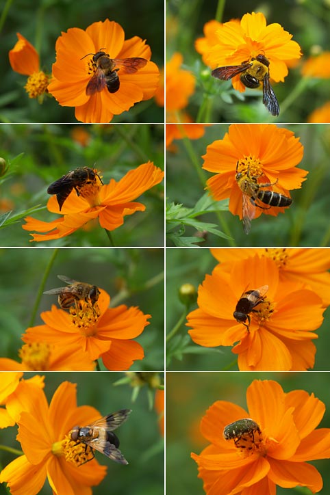 キバナコスモスを訪れた昆虫