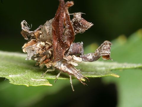 クサカゲロウの幼虫