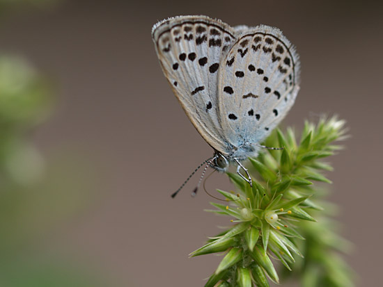 イノコヅチの蜜を吸うヤマトシジミ