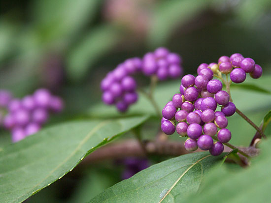 コムラサキシキブ