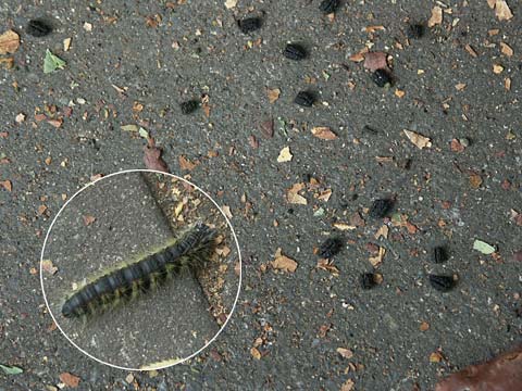 モンクロシャチホコ