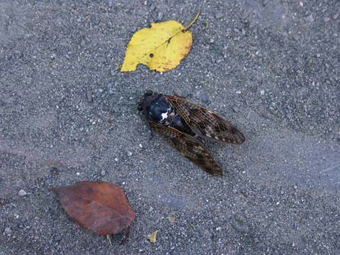 アブラゼミの死