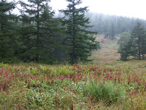 雨の高原