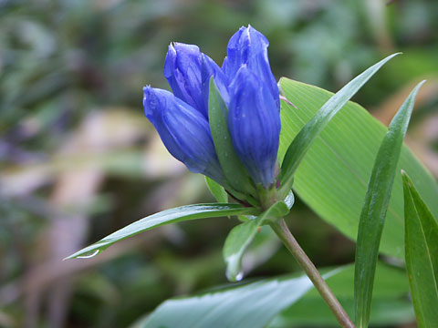 オヤマリンドウ