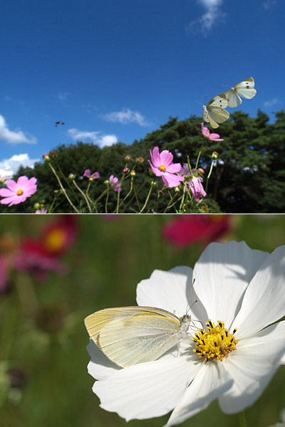 コスモスとモンシロチョウ