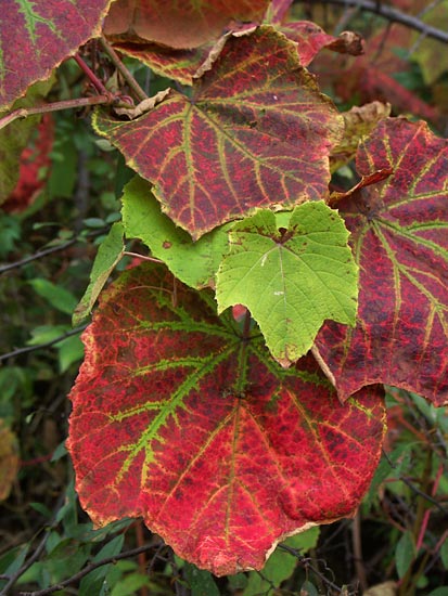 ヤマブドウの紅葉