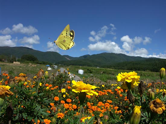 マリーゴールドとモンキチョウ