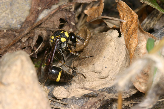 トックリバチの巣作り