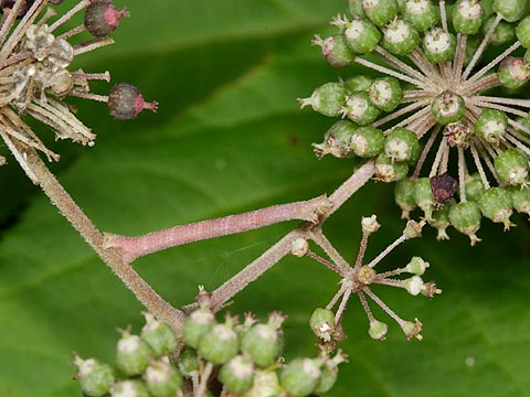 ウドにすむシャクガの幼虫