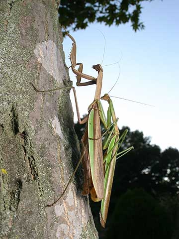 オオカマキリの交尾
