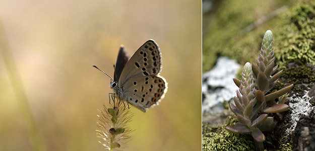 クロツバメシジミ