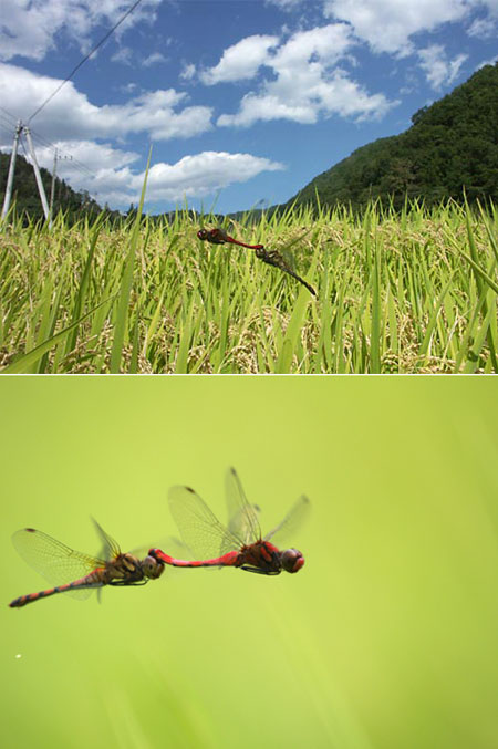 ナツアカネの産卵