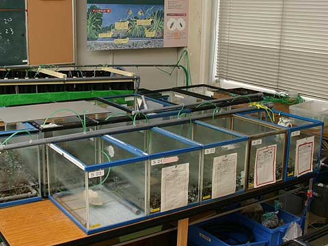 ホタル飼育研究室