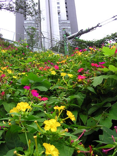 都心のオシロイバナ