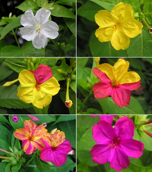 C-750のスーパーマクロで撮るオシロイバナ