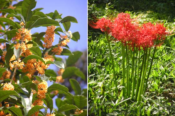 キンモクセイとヒガンバナ