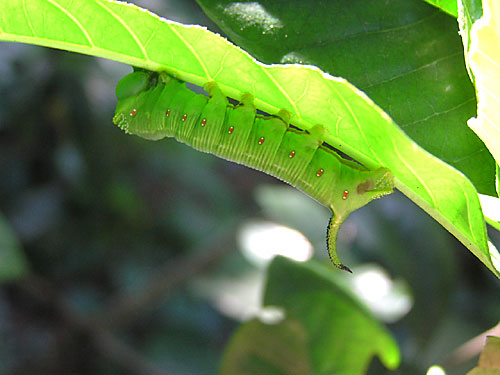 オオスカシバの幼虫
