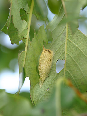 キノカワガのマユ