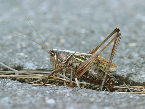 キリギリスの産卵