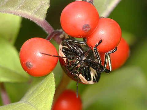 アカスジキンカメムシの幼虫