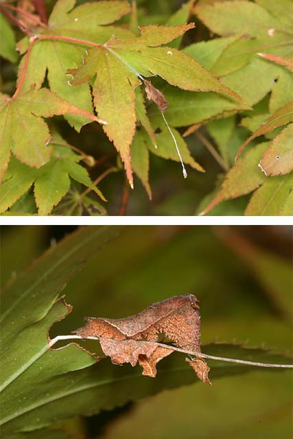 ミスジチョウの幼虫
