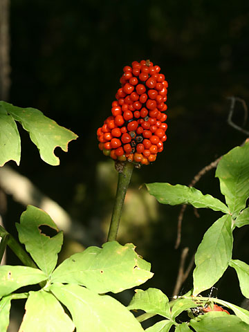 テンナンショウの赤い実