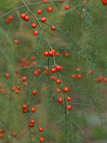 アスパラガスの赤い実