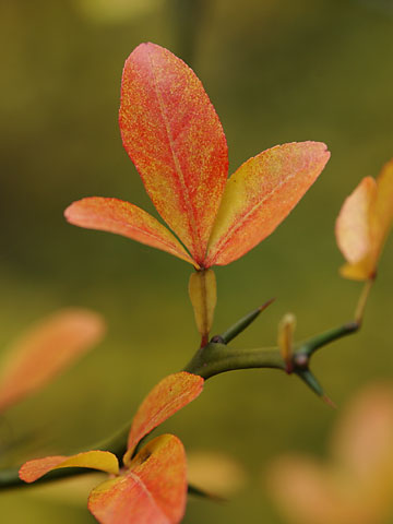 カラタチの紅葉
