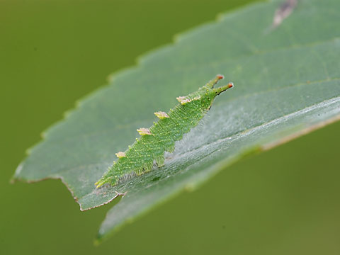 オオムラサキの幼虫