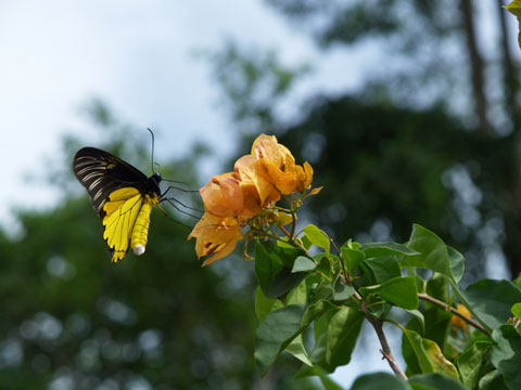 アンフリサスキシタアゲハのオス