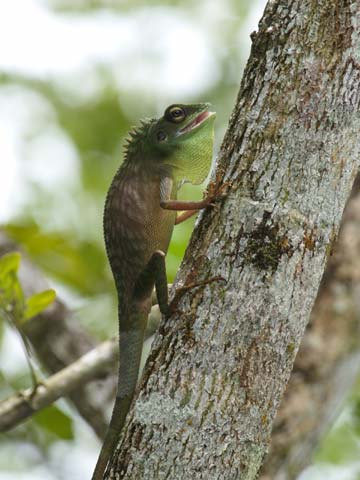 キノボリトカゲ