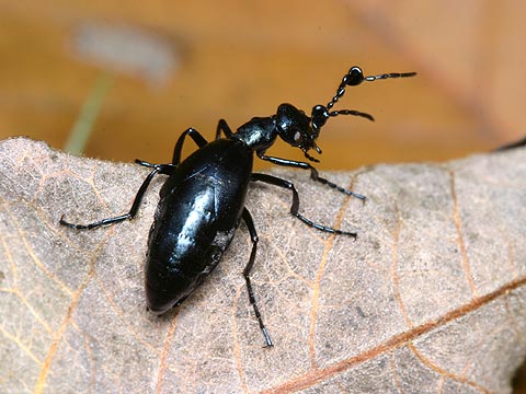 ヒメツチハンミョウ