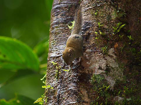ボルネオコビトリス