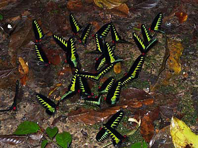 アカエリトリバネアゲハ