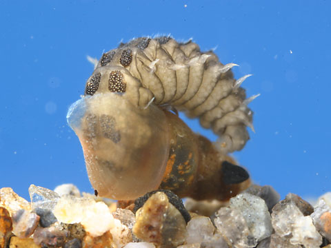 ゲンジボタルの幼虫