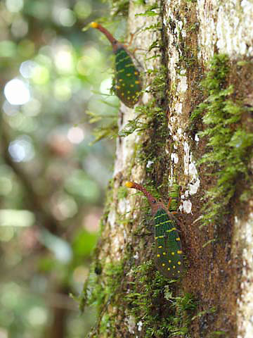 テングビワハゴロモ