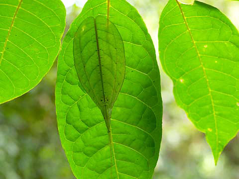 ヒラタツユムシ