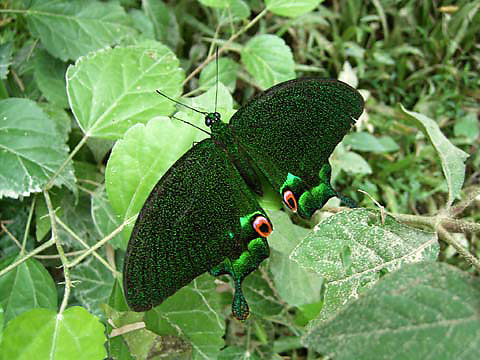 カルナルリモンアゲハ