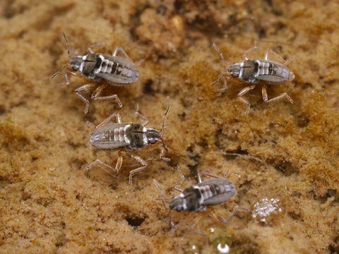 カタビロアメンボの一種