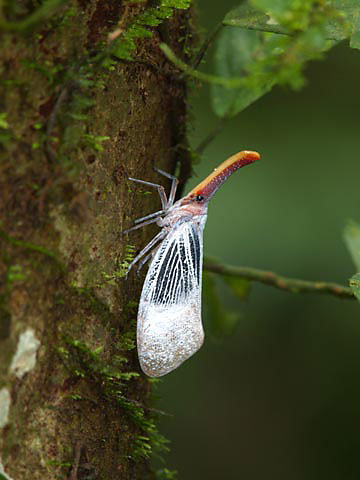 白いテングビワハゴロモ