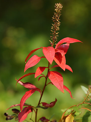 オカトラノオの紅葉