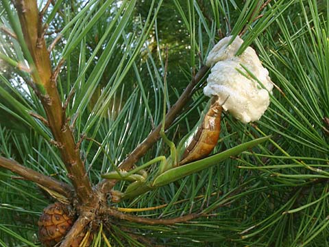 オオカマキリの産卵