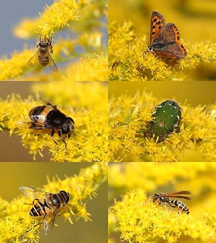 セイタカアワダチソウの虫たち