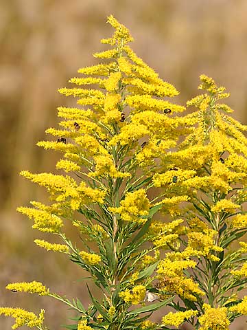 セイタカアワダチソウ