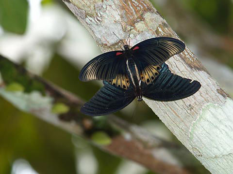 ナガサキアゲハの交尾
