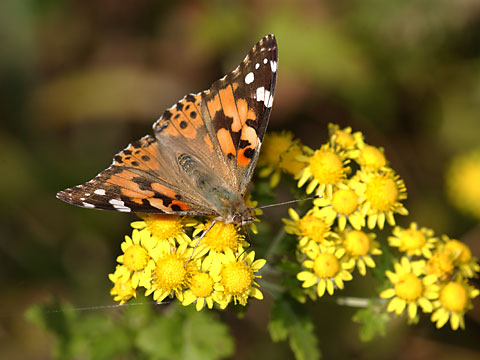ヒメアカタテハ
